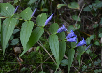 Schwalbenwurz-Enzian (Gentiana asclepiadea) - © Bernard Wieser